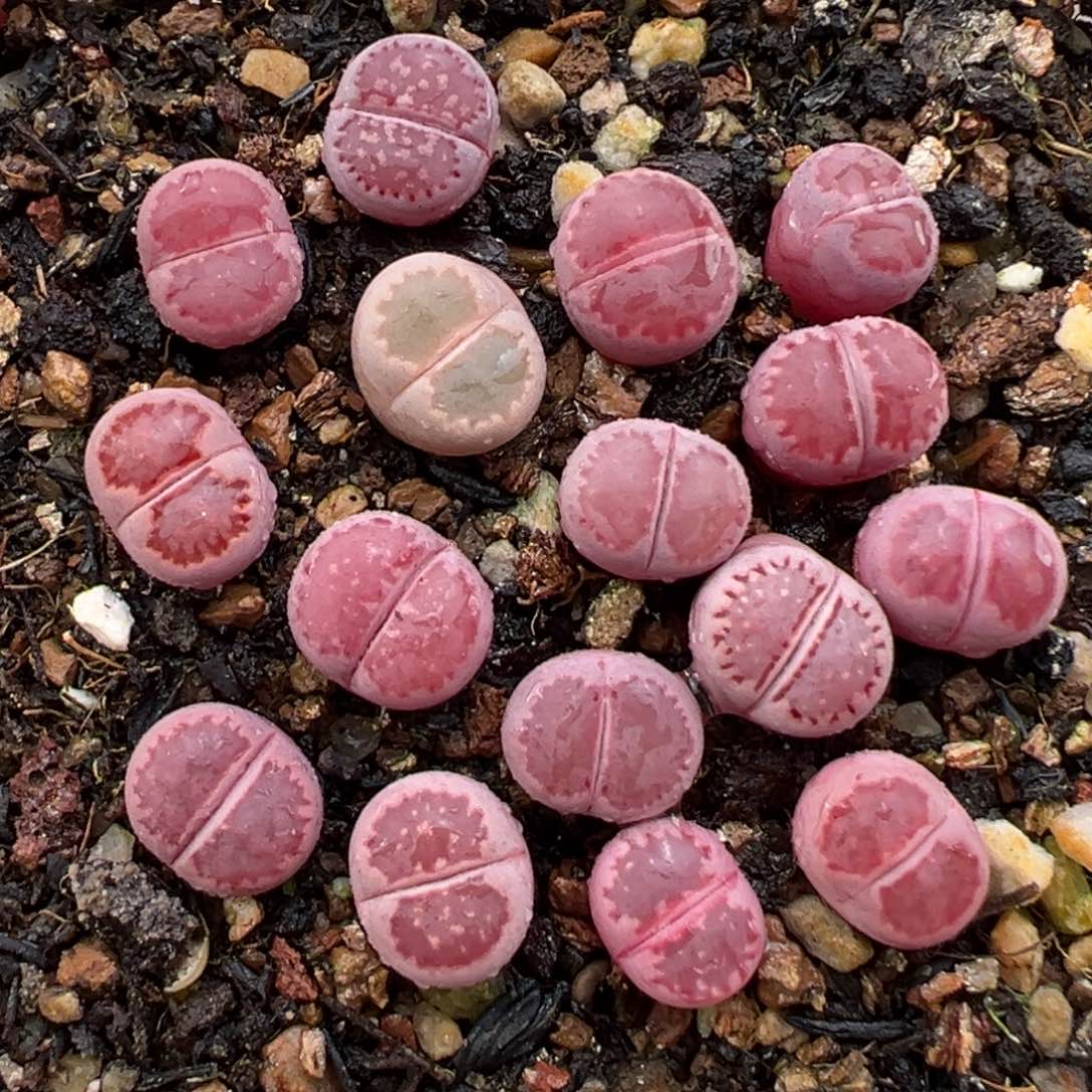 1.27好看的多肉890