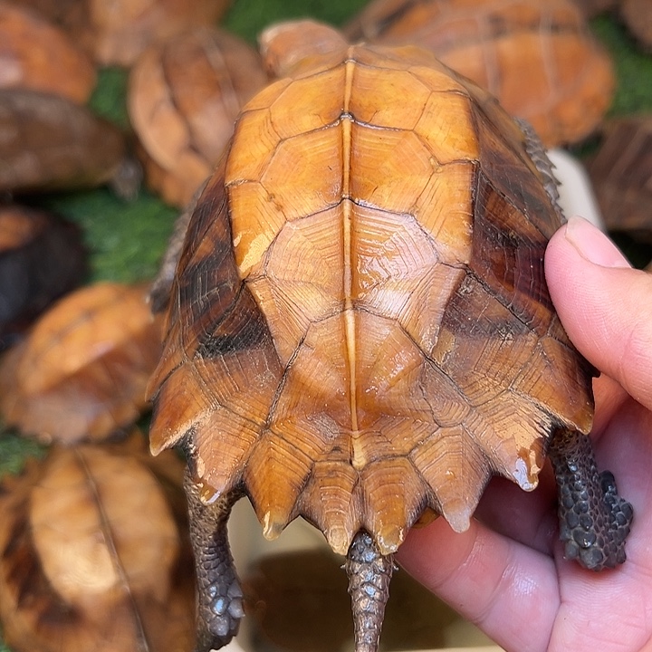 B***机绿毛龟母剧院闭壳龟