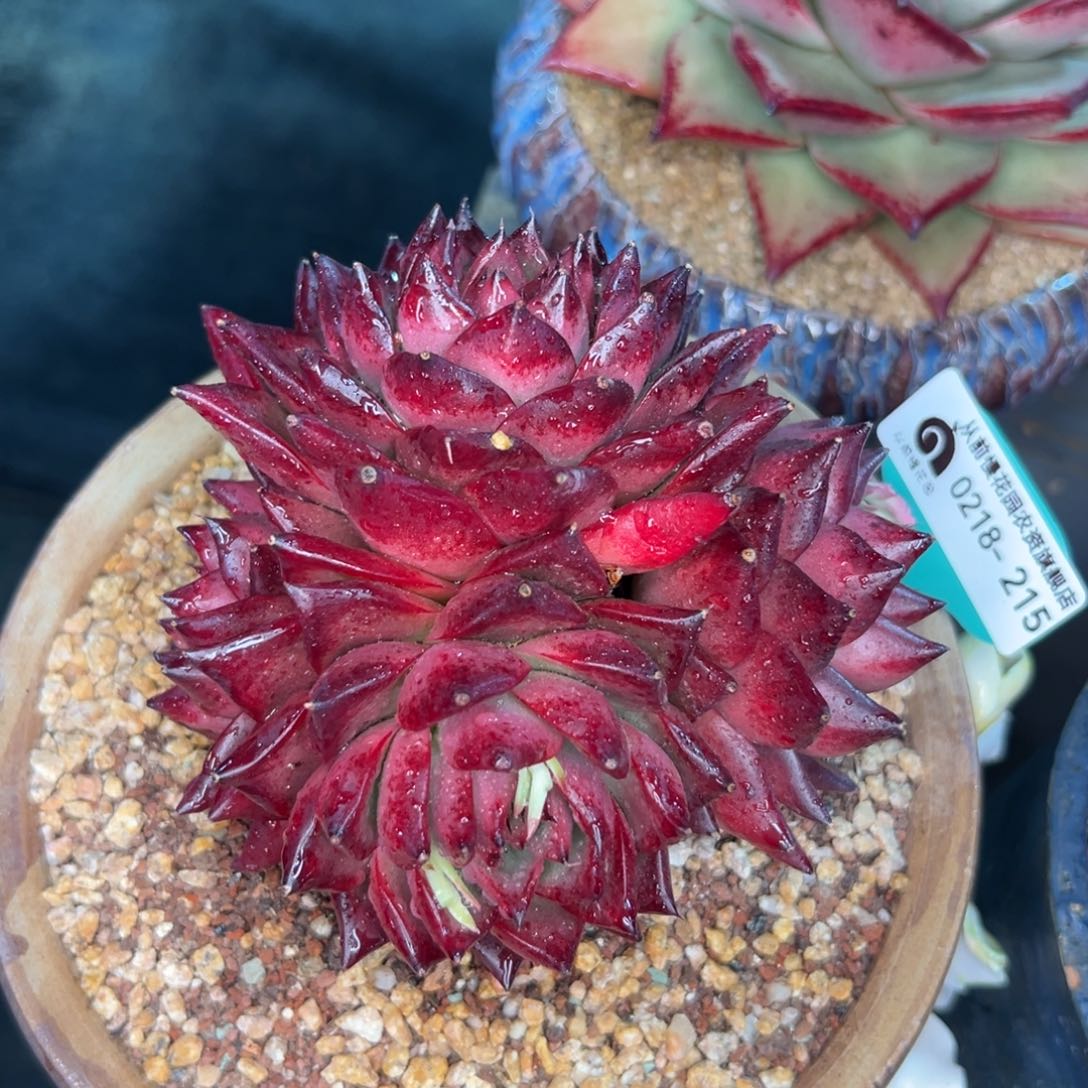 多肉一物一拍0218-215