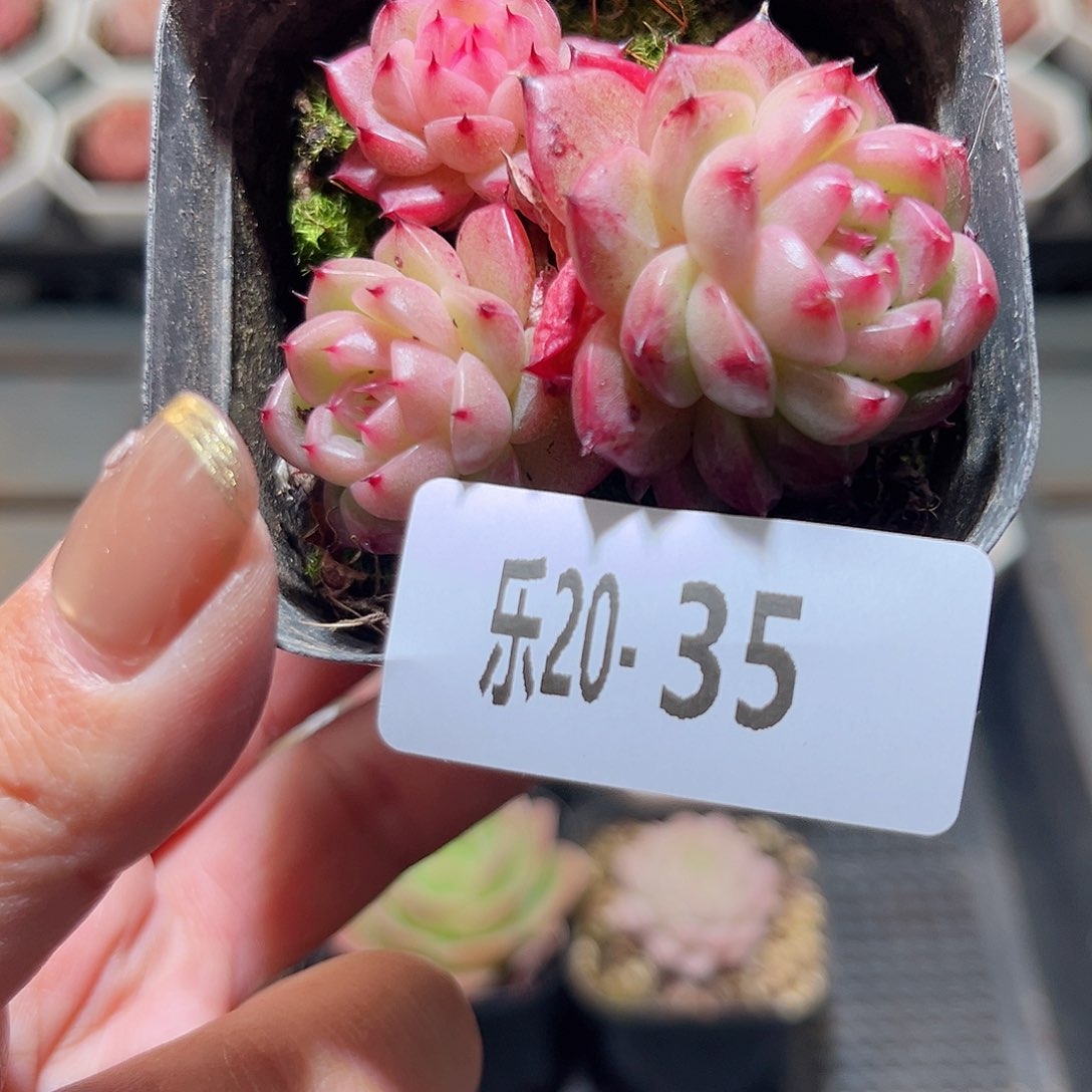 乐20-35 麦秆群不包整 