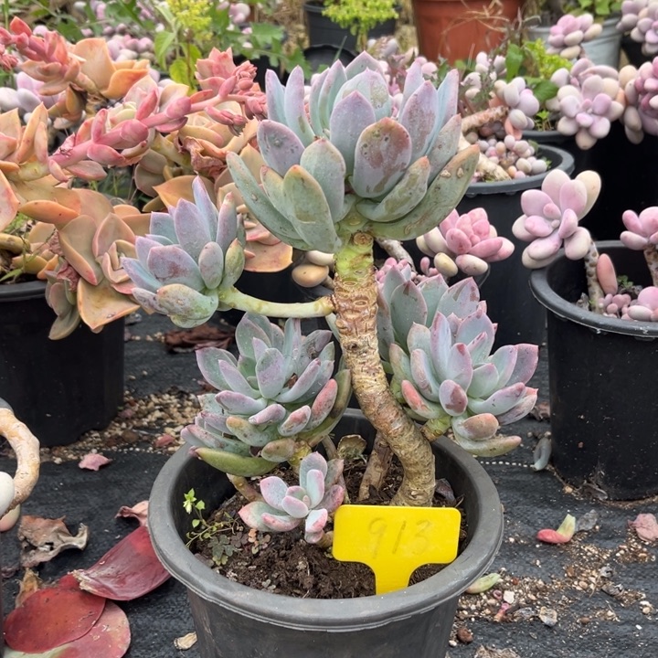 灰姑娘多肉植物913