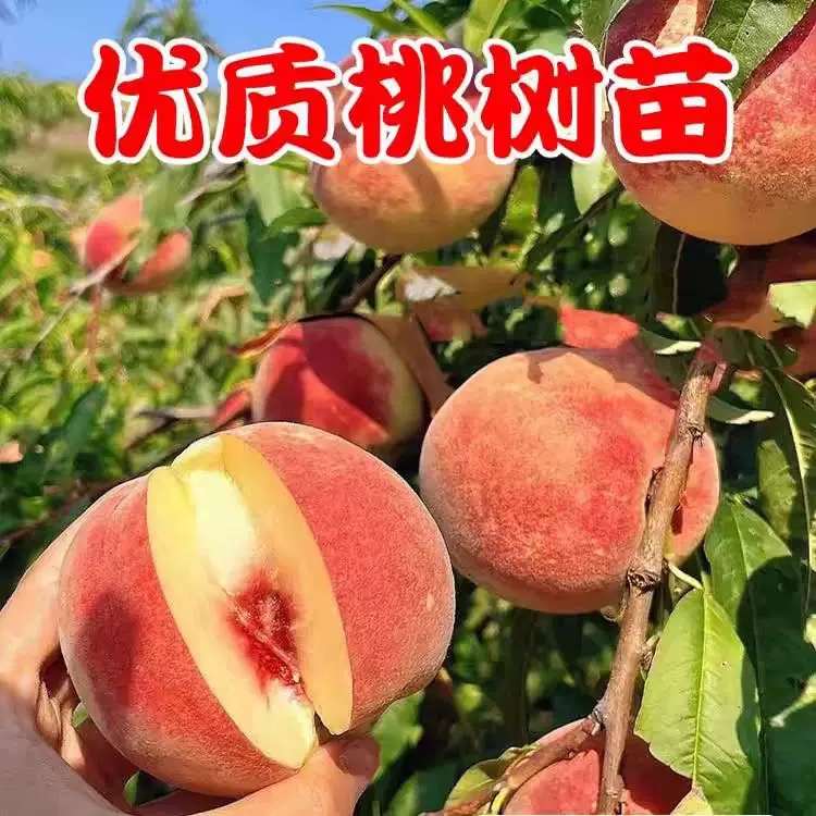 正宗嫁接血桃苗黄桃苗冬桃苗水蜜桃苗油桃南北方种植盆栽地栽果苗