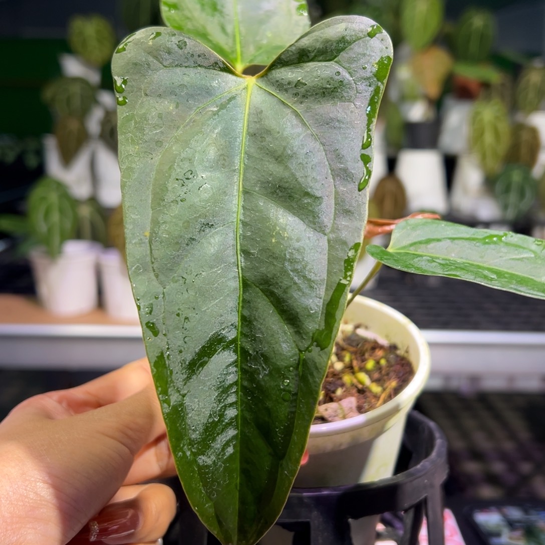 完全开放希尼亚杂小羊皮