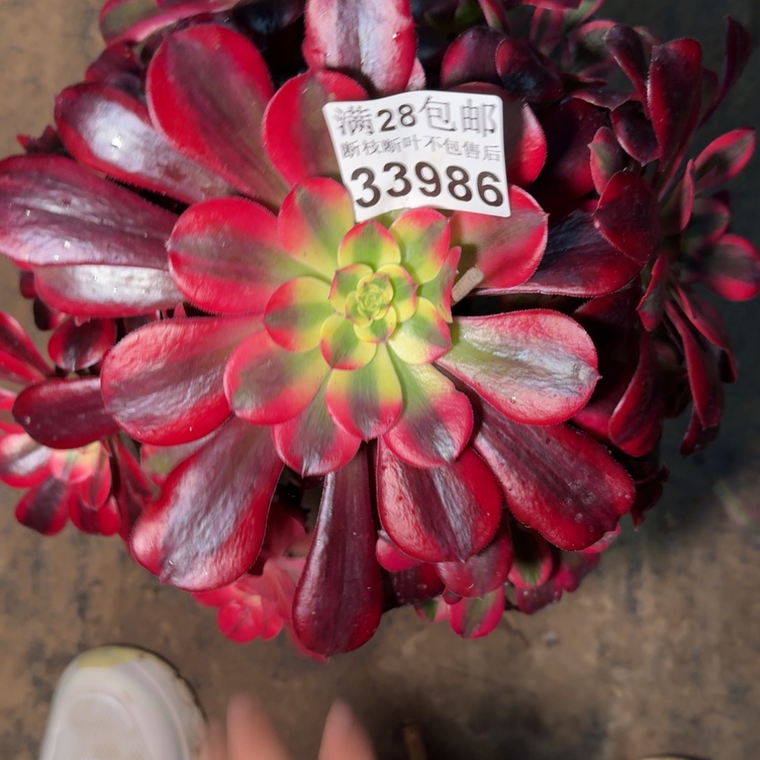 33986美杜莎多肉植物