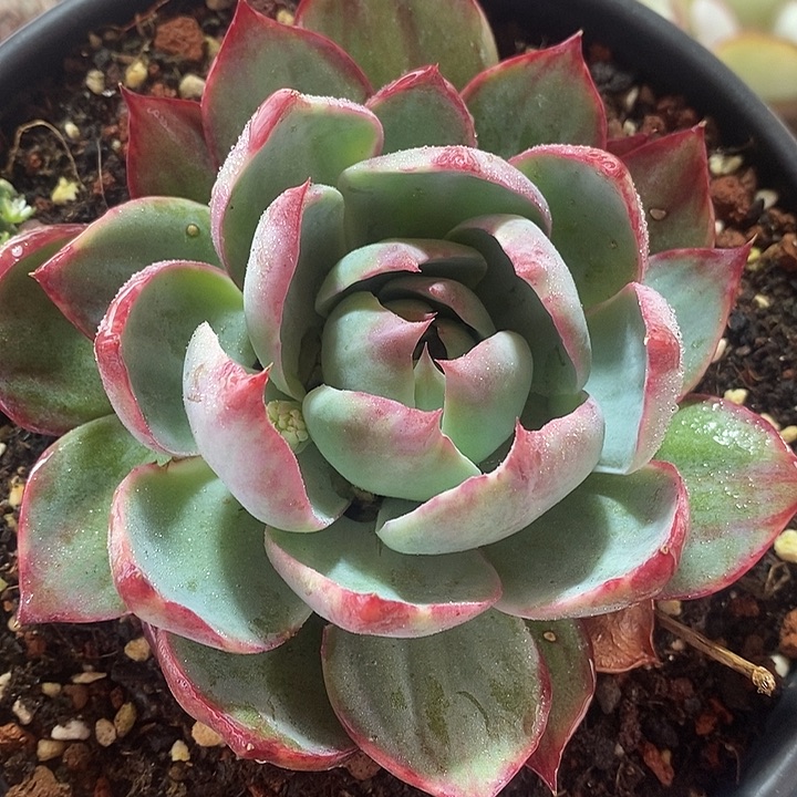 春节福利惊鸿仙子1658
