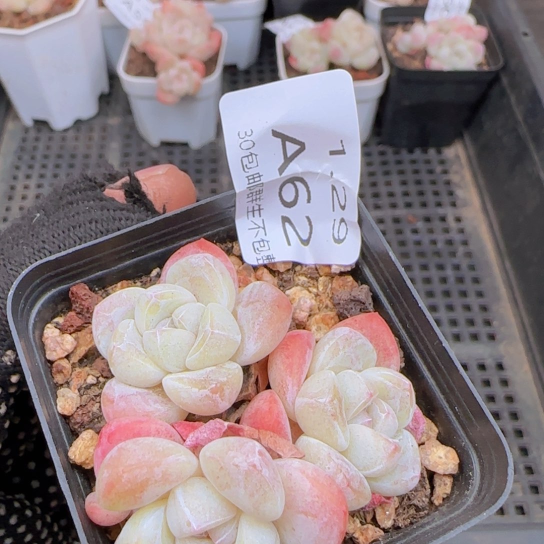 三头冰玉一颗脱土发货