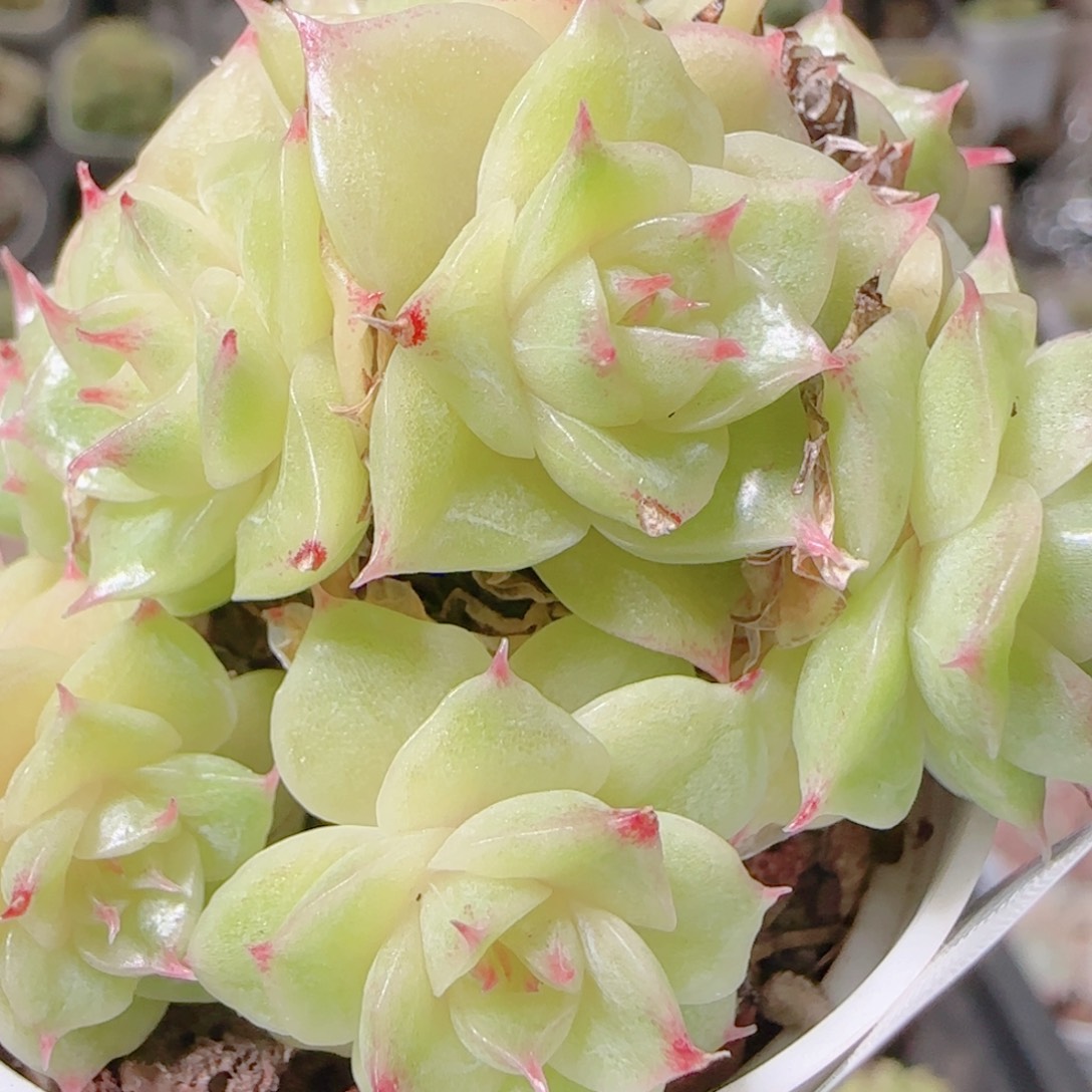 花语逸镜1102-412散