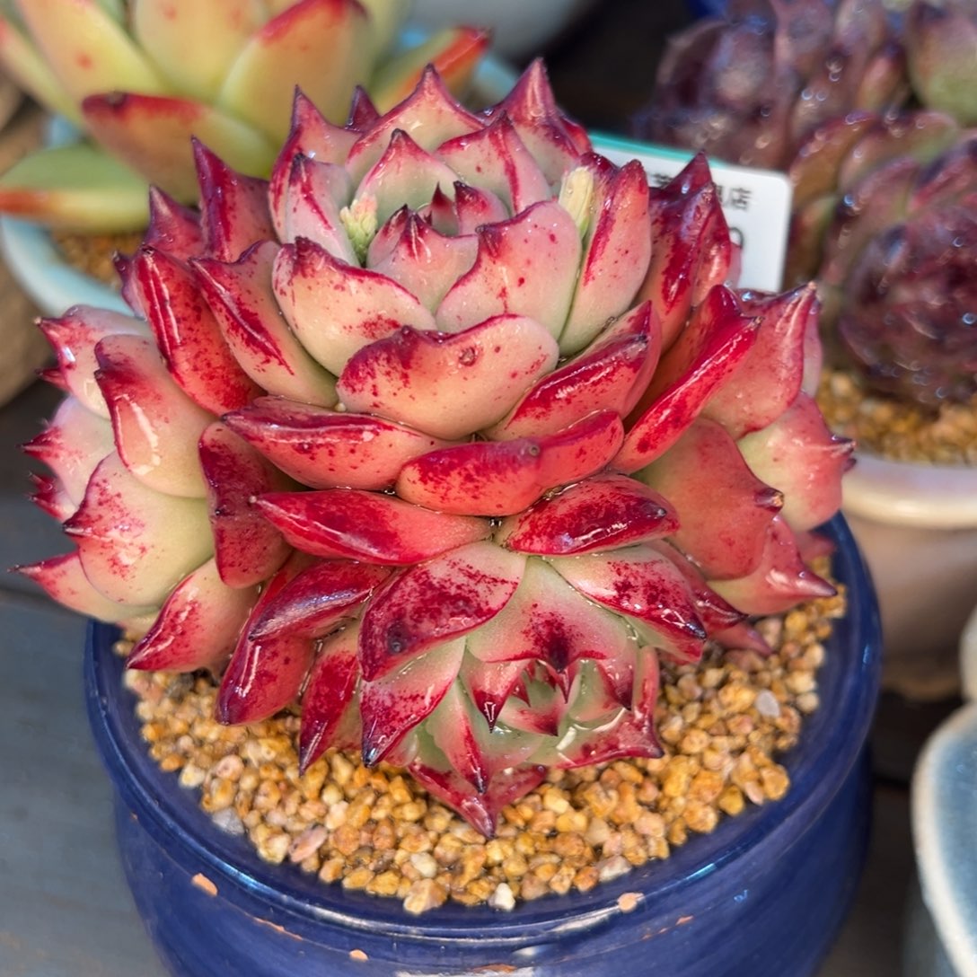 从前慢多肉精选编号0217.378