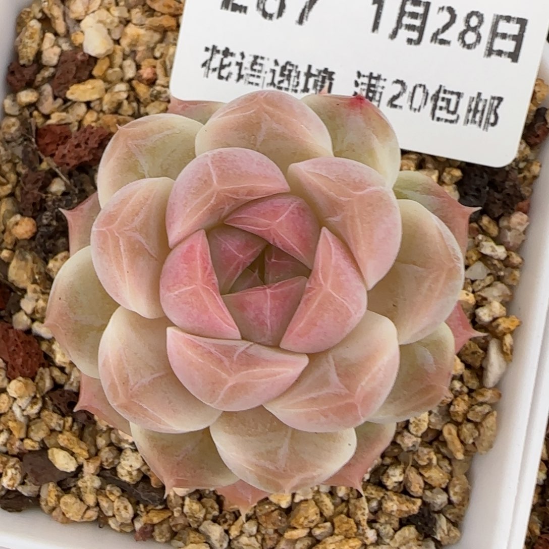 花语逸镜0128-287