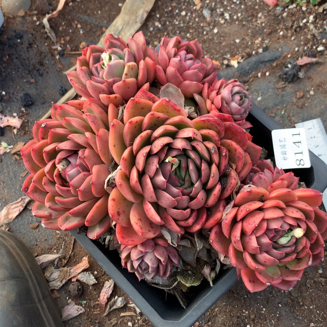 8141杂交多肉老桩