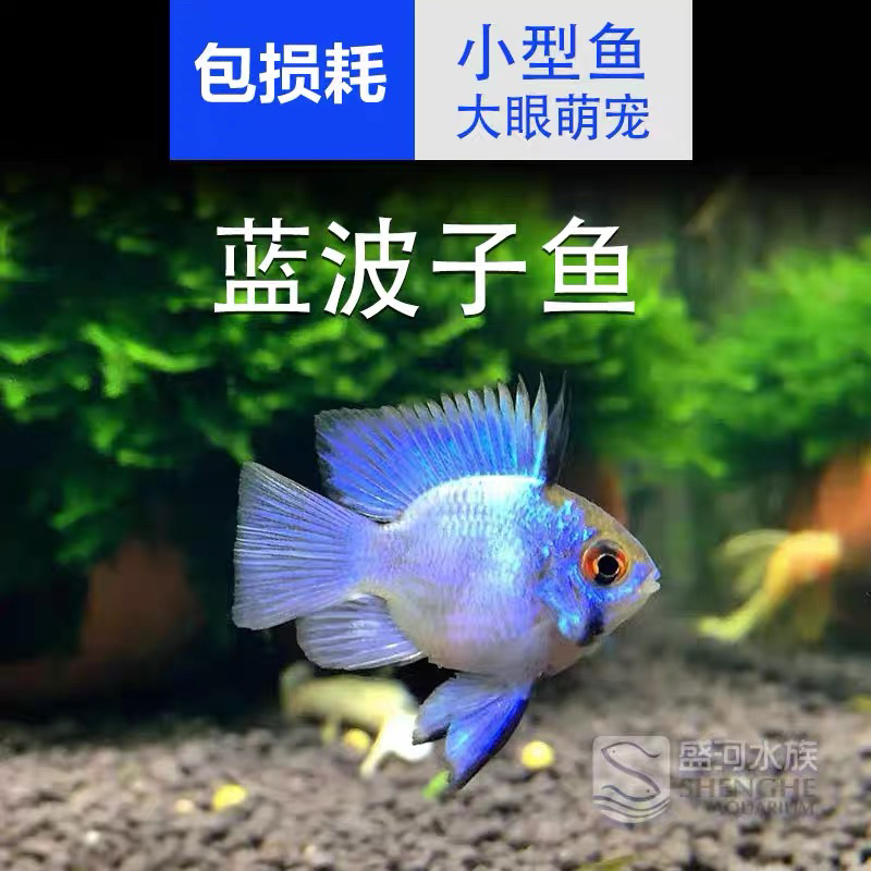 蓝波子宝蓝凤凰球阿凡达波子小型热带观赏宠物鱼活体鱼缸荷兰球鱼