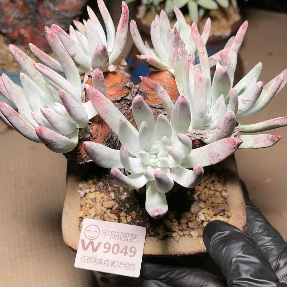 9049海瑟仙女杯多肉