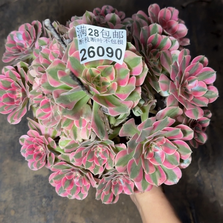 26090女巫多肉植物