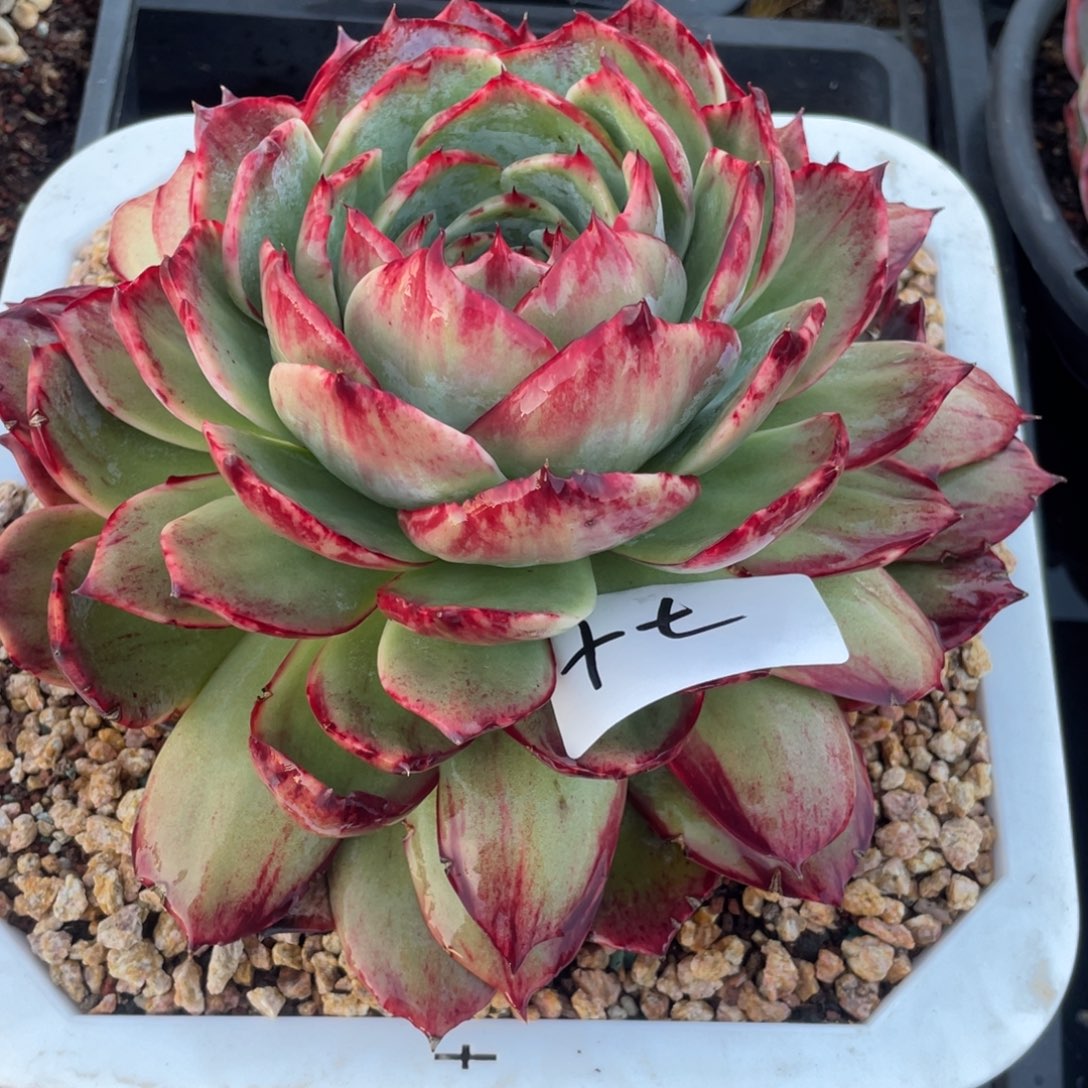 এ***‍惊鸿仙子包保温箱