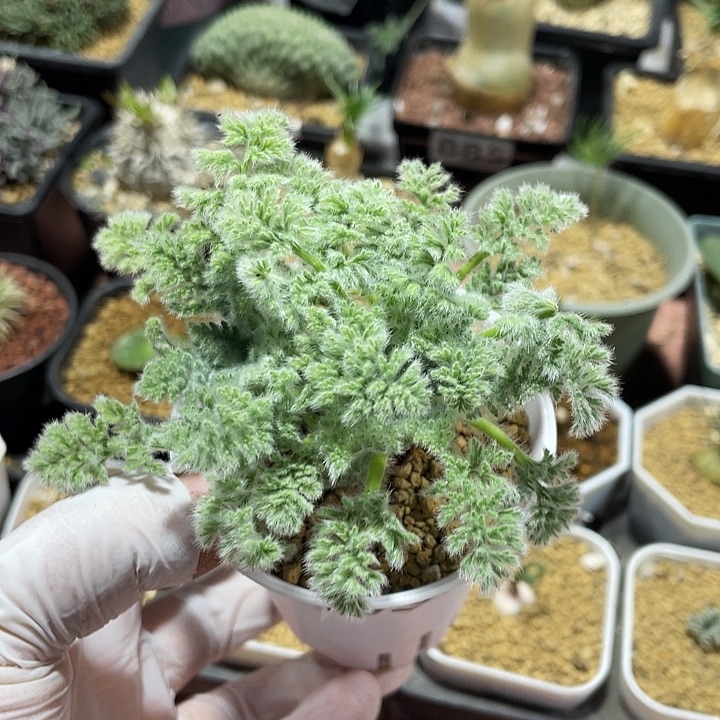 052羽叶杨葵块根，