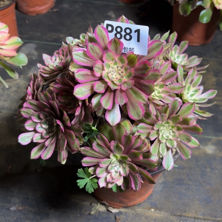 瑞妈，，。。。。。881黄花梨