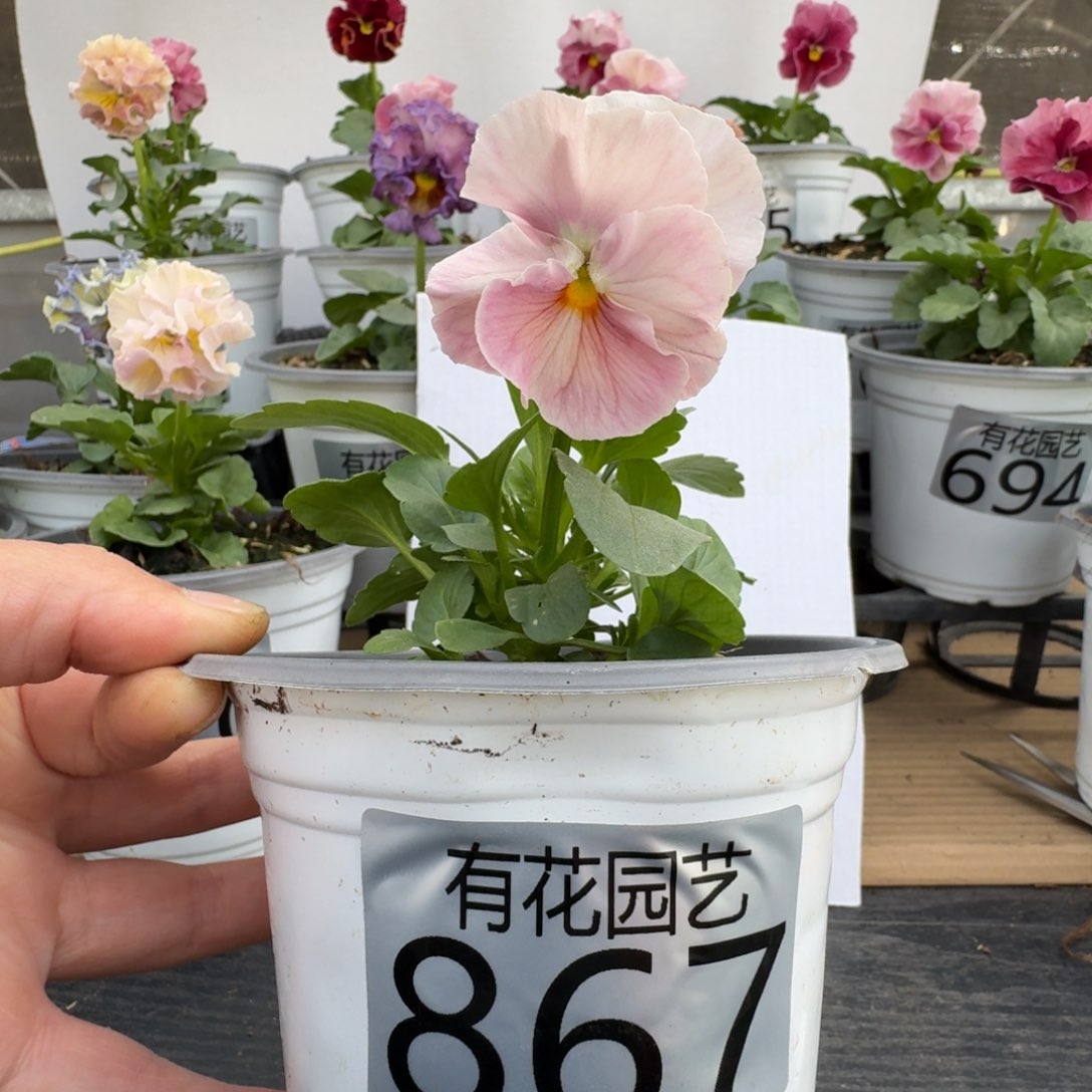 无花朵867号角堇