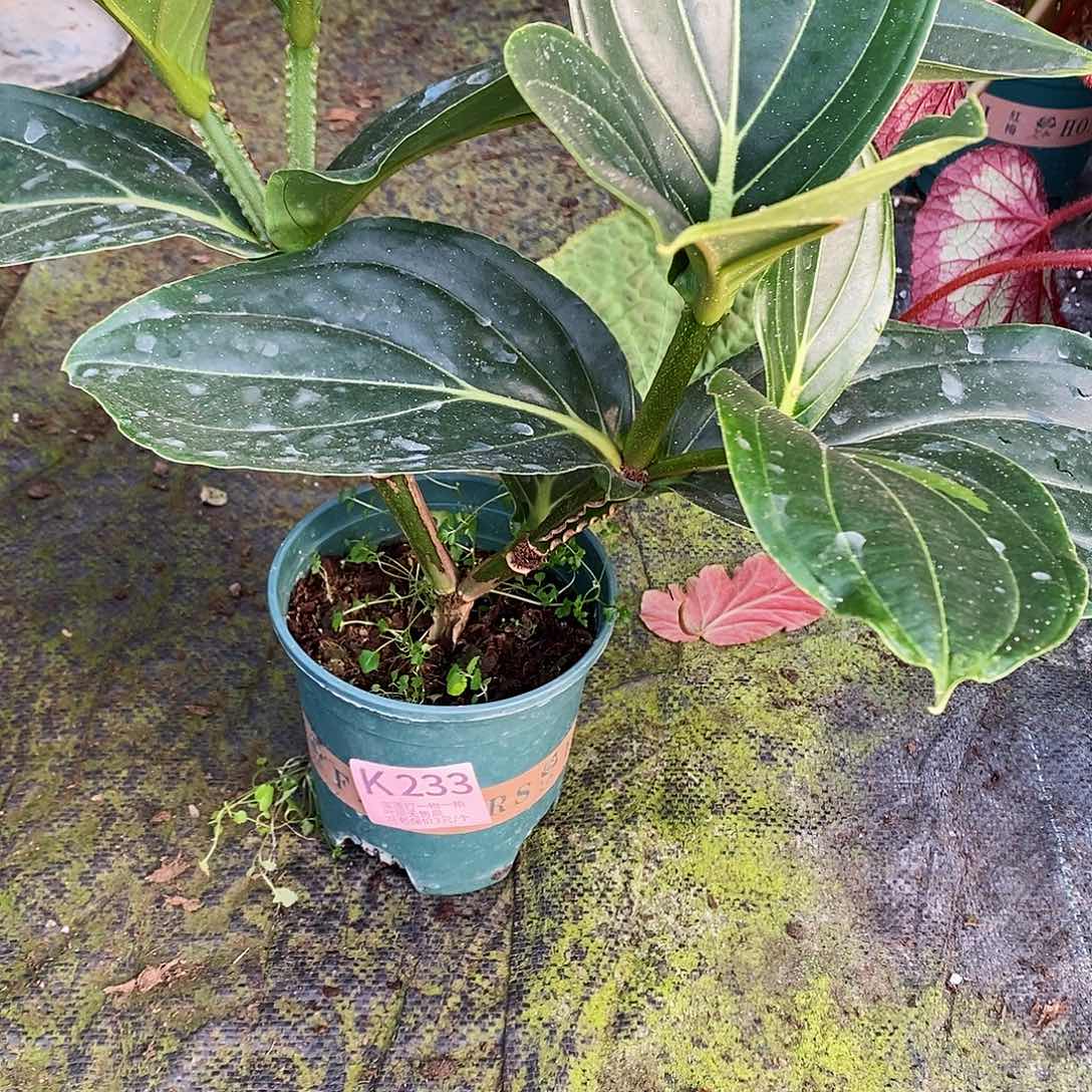 无花朵a***l木本植物233