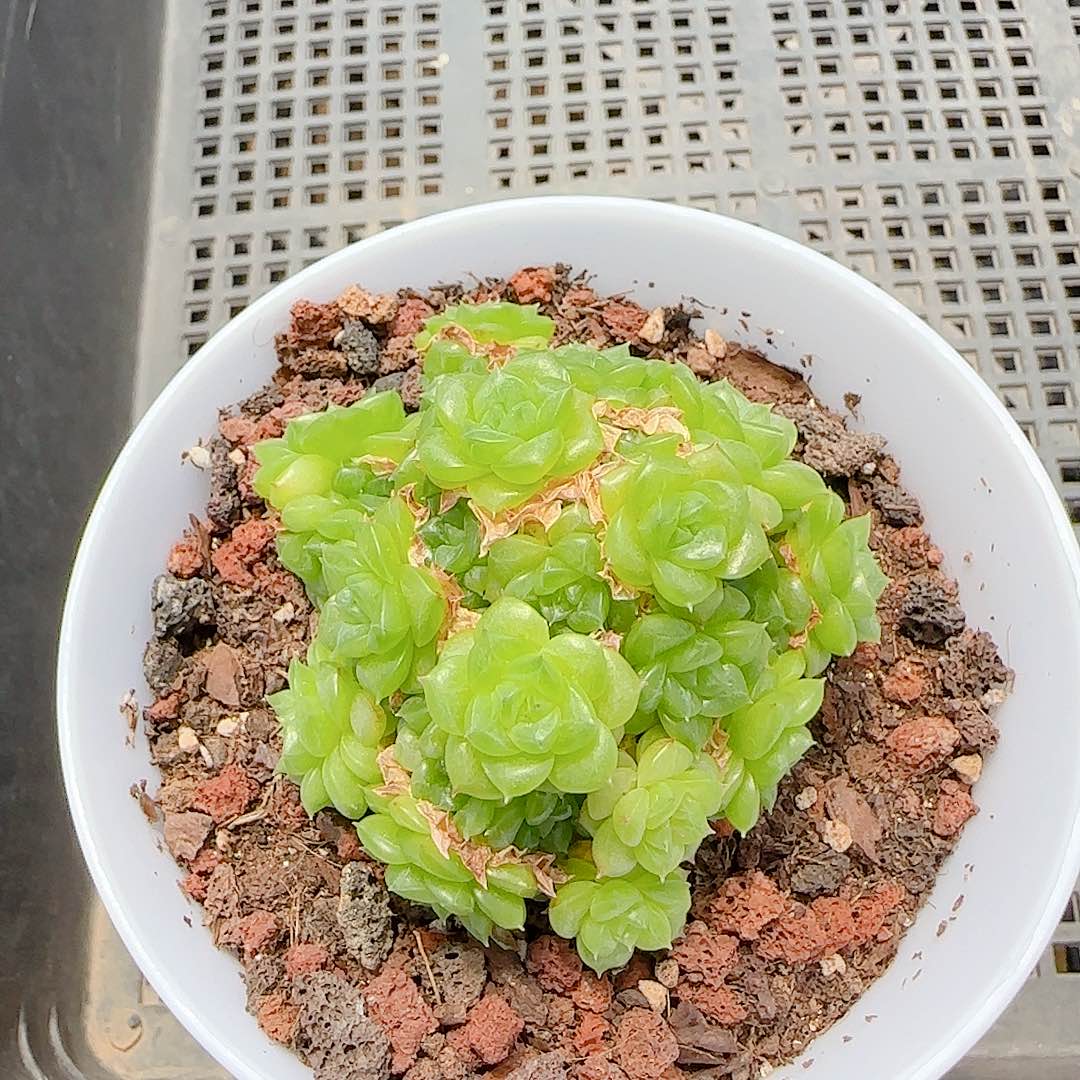 【闪购商品】0711-95（ht-85）