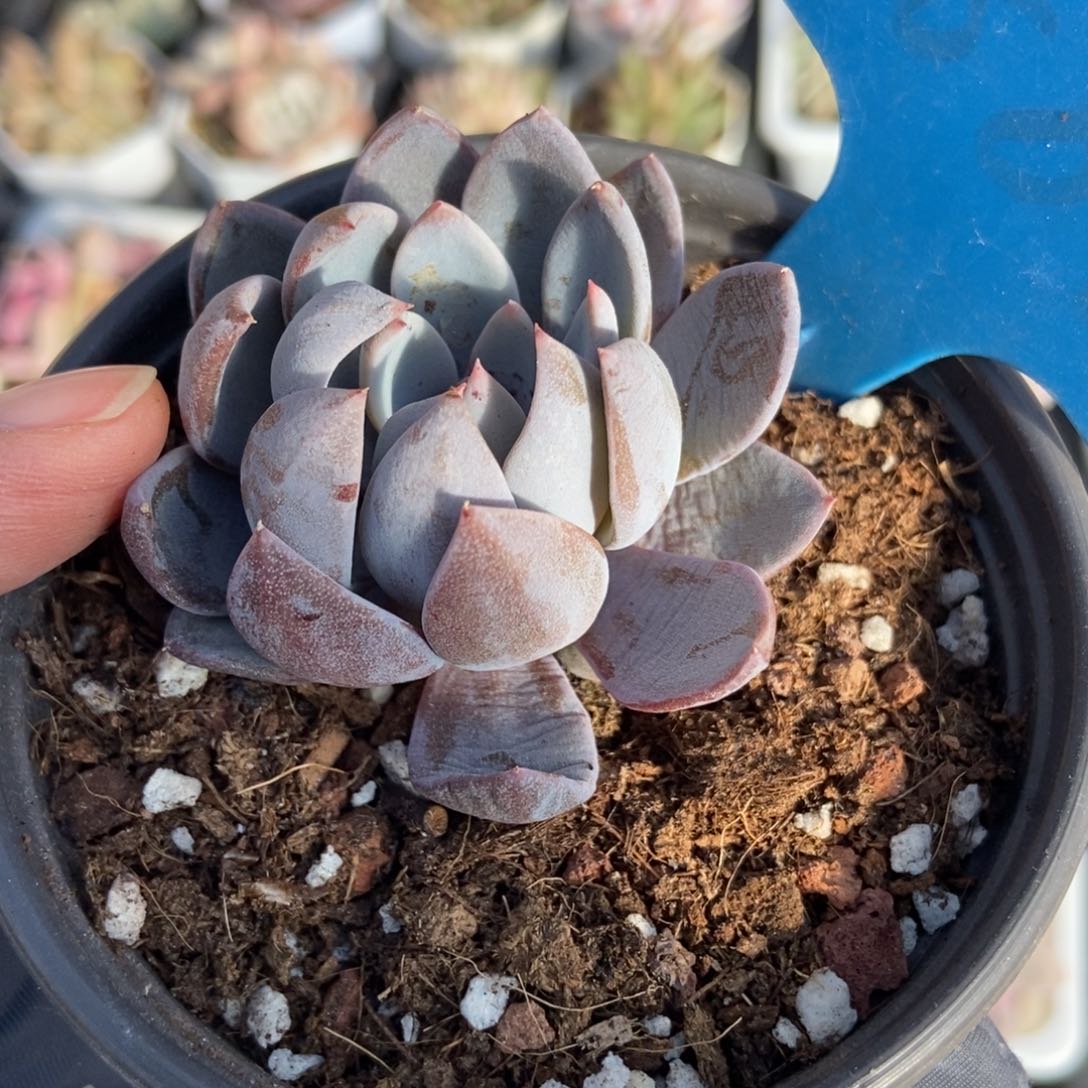 889轻轨多肉植物保护