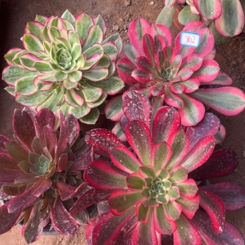 802多肉植物组合