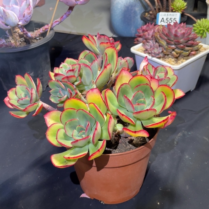 @***米红颜容多肉一物一拍