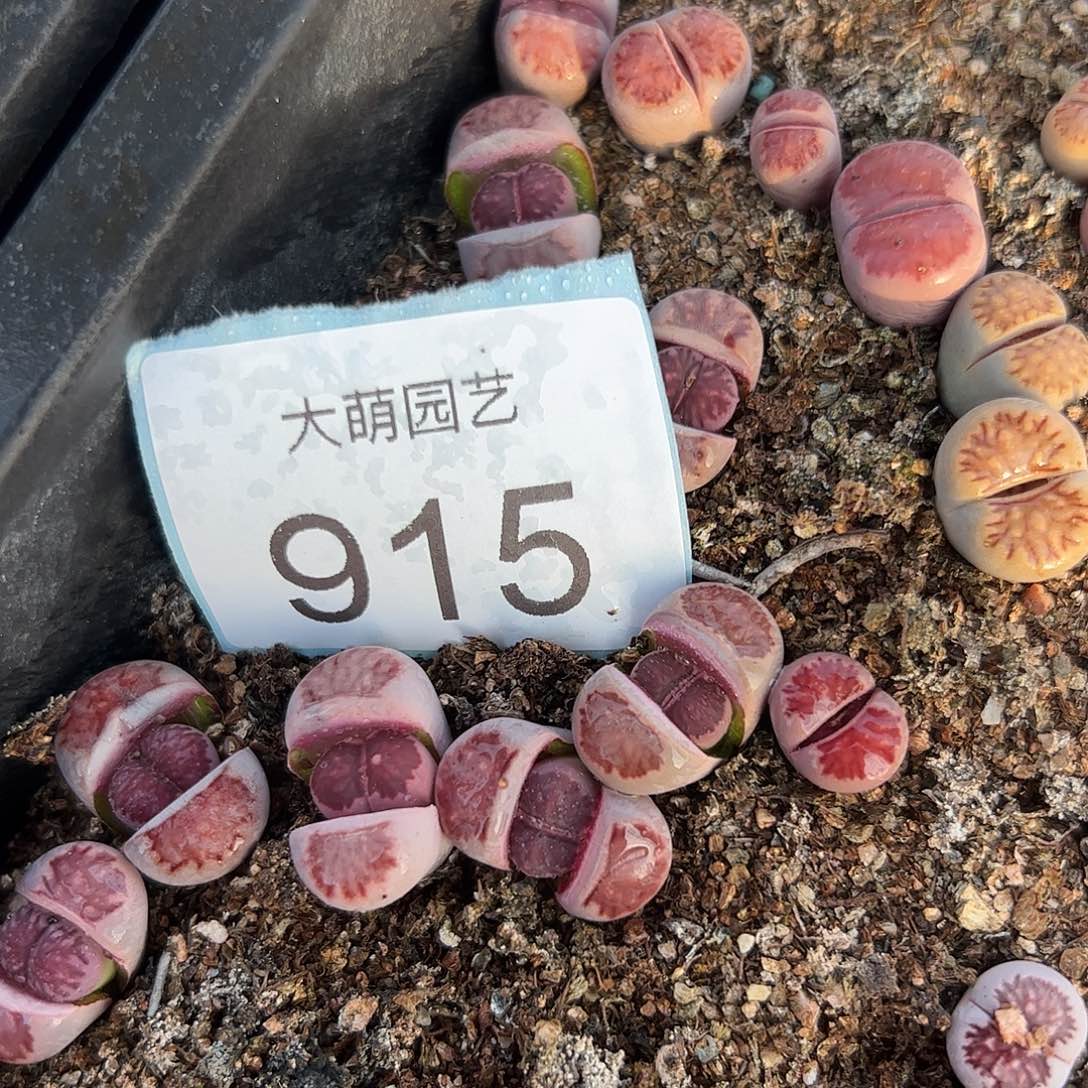 0000915量拍紫菊4颗 