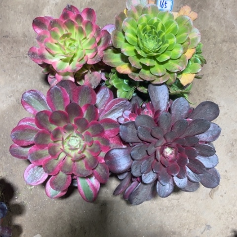 165多肉植物组合