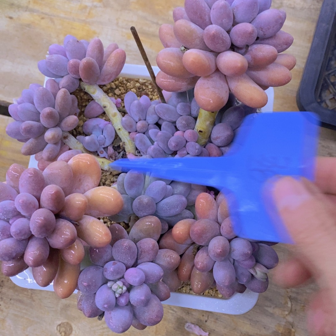 清货转场，一物一拍，看准