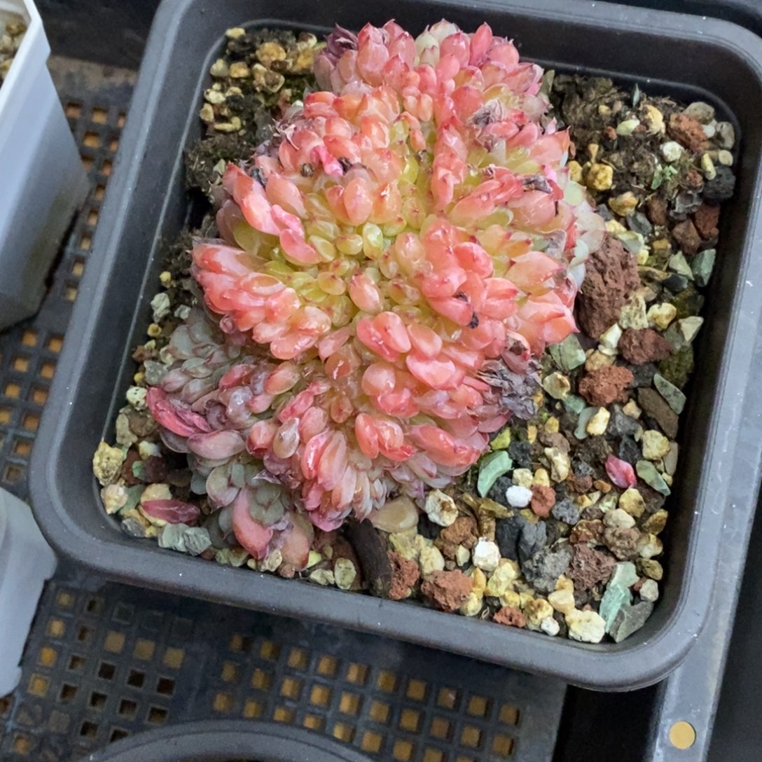 精品多肉一物一拍不包整307