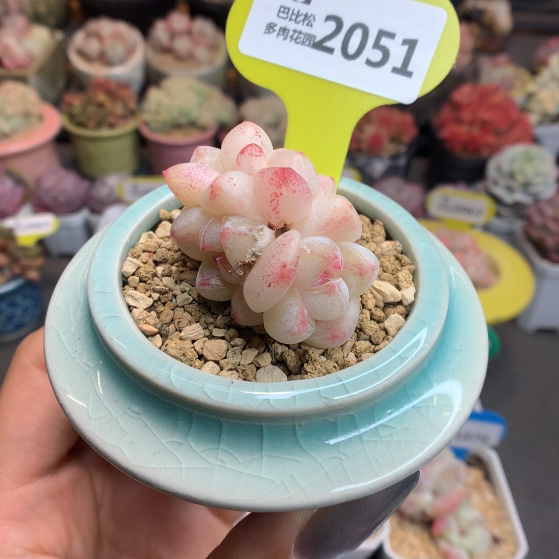 2051冰玉新年快乐