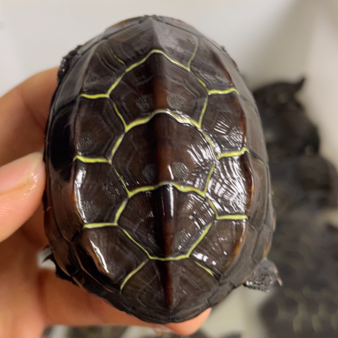 苏北金线冷水草龟