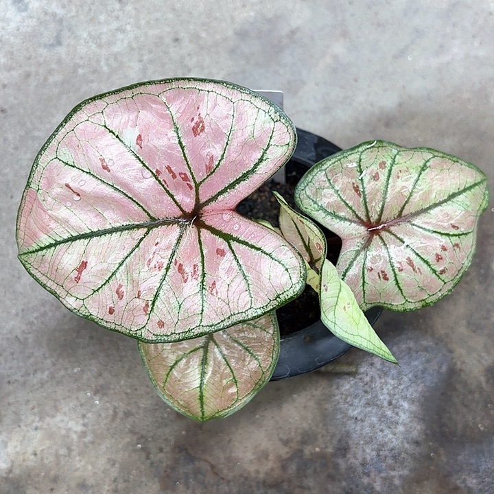 19-0206珠光草莓彩叶芋广东现货