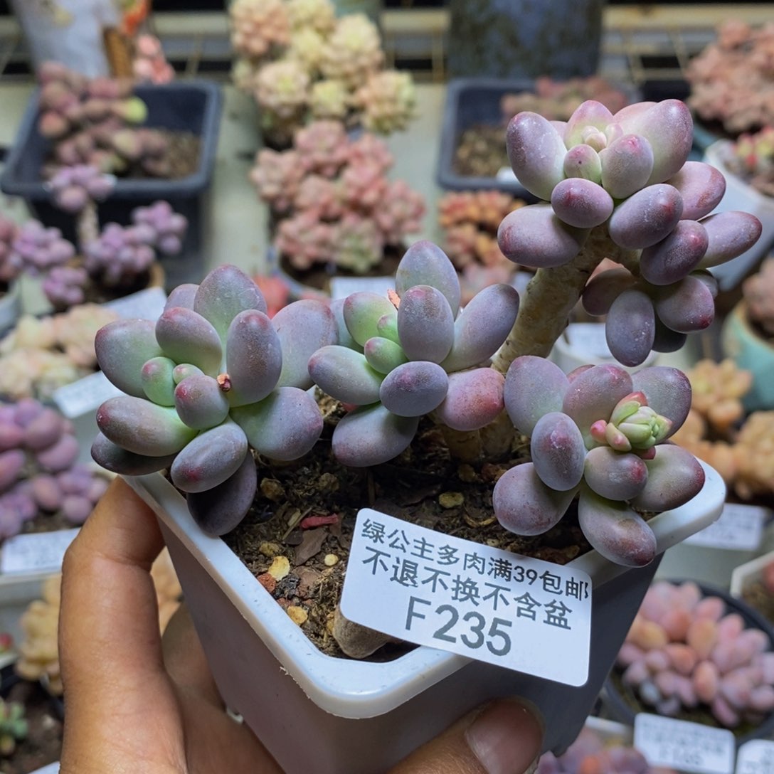 235苹果奶多肉8c m