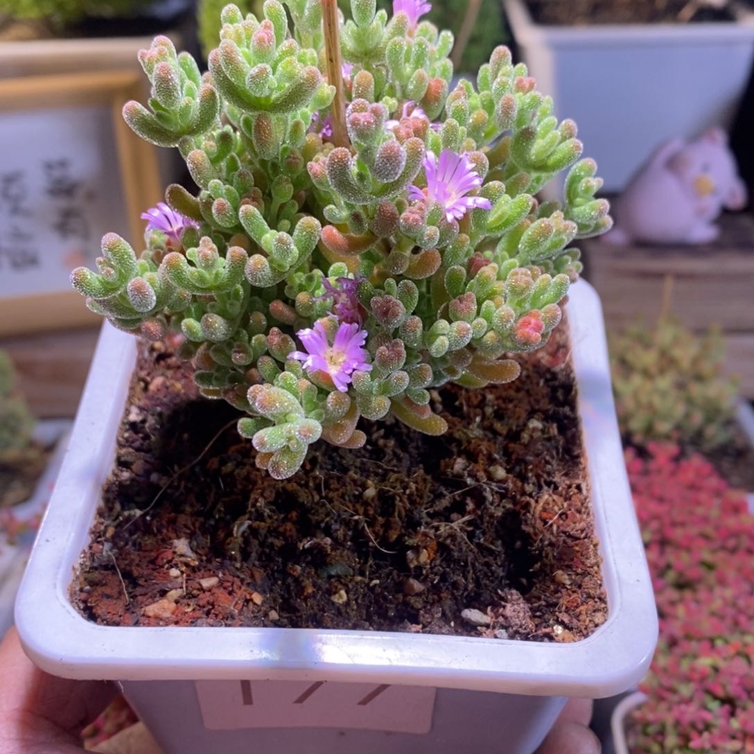 橙叶带盆土发货一物一拍
