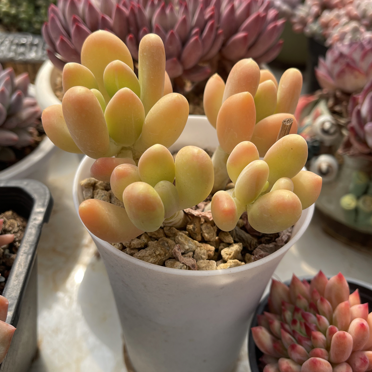 3️⃣多肉一物一拍301-400号 满18包邮脱土发货不拍保温箱不包冻