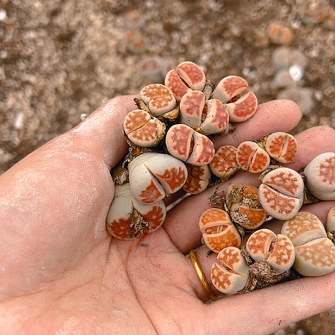 【闪购商品】程*25278