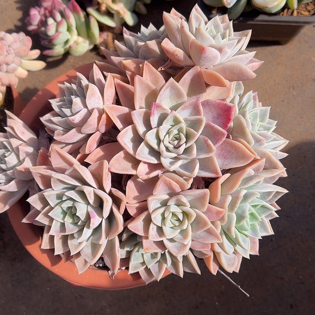 哈里沃森，一物一拍