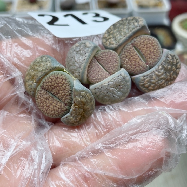 旧**雨213血点潮贡3颗l l