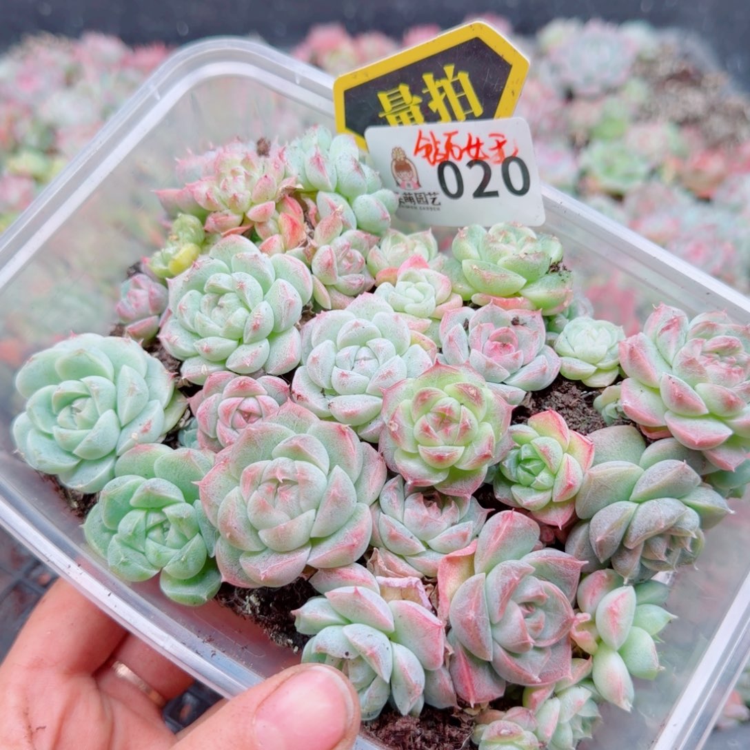 多肉植物多肉植物