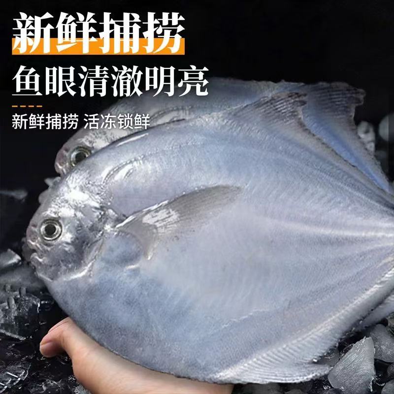 慧 新鲜捕捞野生银鲳鱼 5-6条/斤 到手5包 肉肥鲜美 顺丰冷链发货