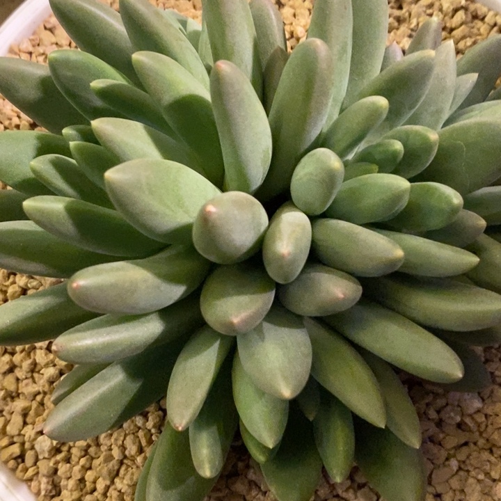 新手好养易活的玉露多肉植物盆栽净化空气美观防辐射