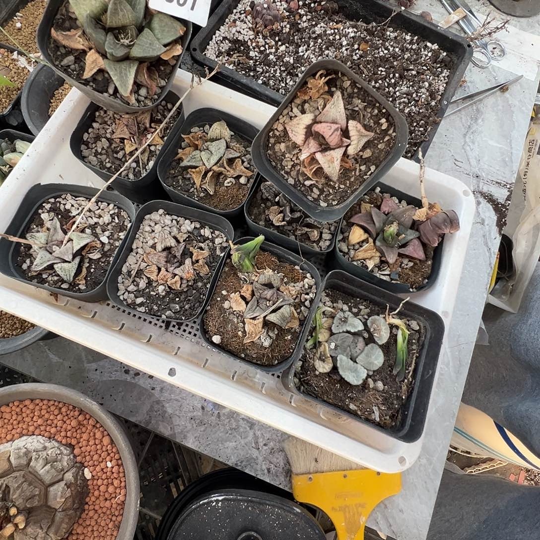 多肉植物专拍植物不退换 一物一拍 601