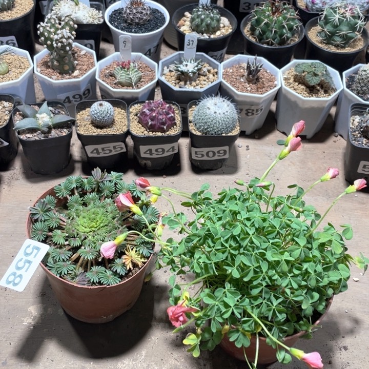 558酢浆草植物2颗