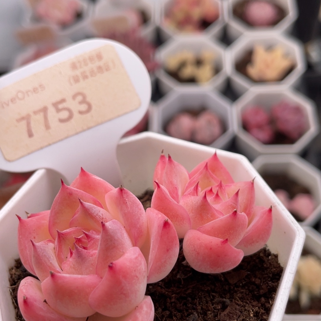 水晶玫瑰7753-6.0厘米