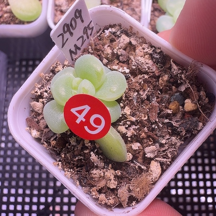 2909一物一拍四方盆