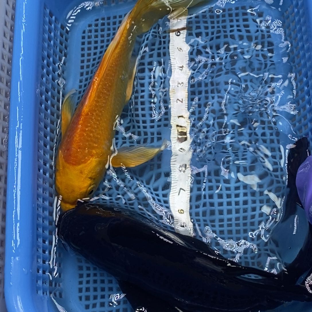 锦鲤冷水锦鲤包邮