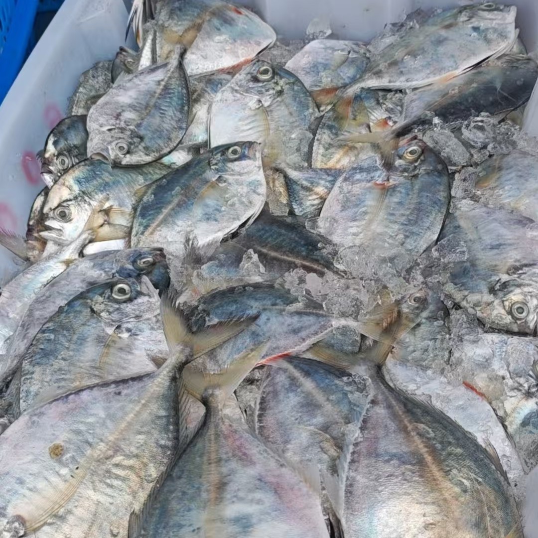 连江县 野生叶子鱼   四斤