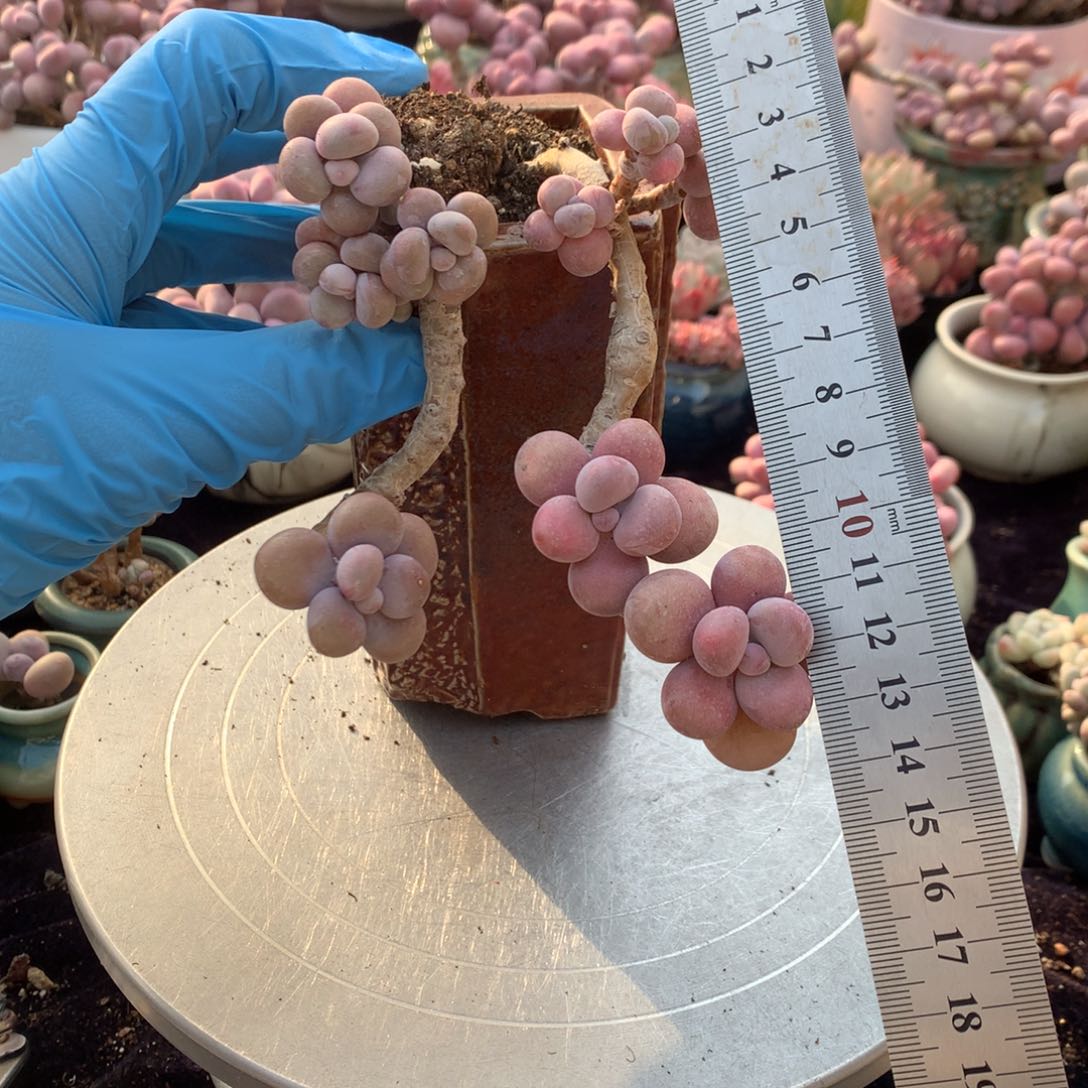 2颗不带盆偏远的不包邮的