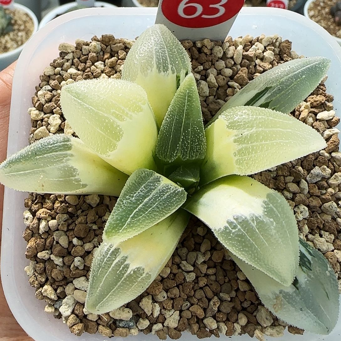 63号糊斑蓝光磨面寿锦7.7左右一物一拍带盆